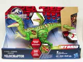 Hasbro Jurassic World Hybrid Velociraptor Action Figure