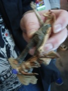 New York Comic Con 2011 - Hasbro - Star Wars