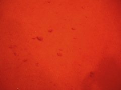 New York Comic Con 2011 - Everything Else